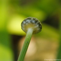 Eriocaulon psammophilum S.M.Phillips